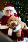 claytonsantabrowndog.jpg